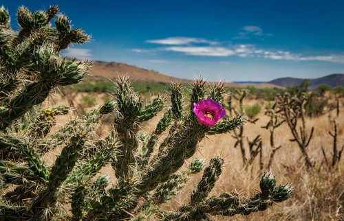 A close-up of a cactus with a vibrant pink flower, set against a blurred desert landscape and blue sky.