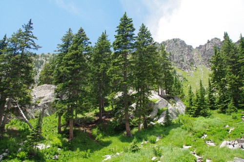 Lush green forest with tall pine trees and rocky mountains under a bright blue sky.