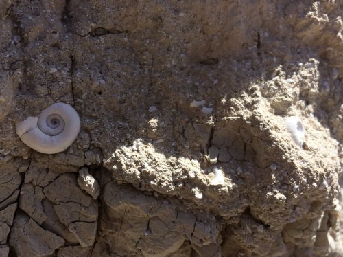 Two small, spiral shells embedded in a rocky, textured surface with visible cracks and a sandy appearance.