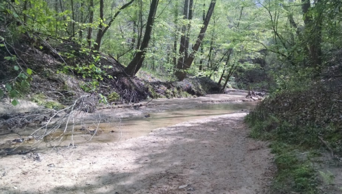A serene, sandy riverbank surrounded by lush green trees and gentle flowing water.