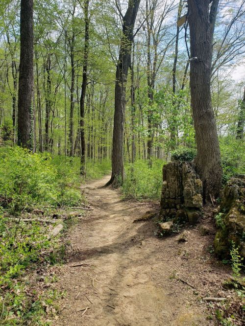 A winding dirt path through a lush green forest with tall trees and vibrant foliage.