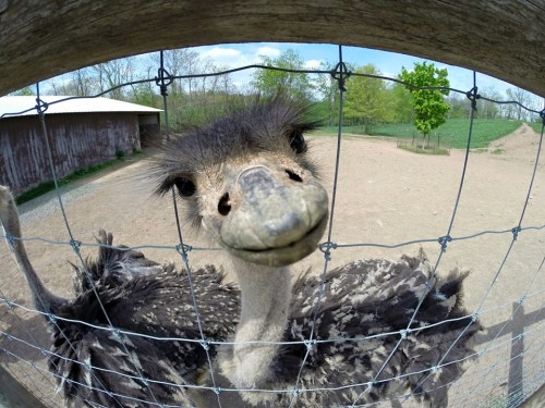 A close-up of an ostrich peering through a wire fence, with a blurred background of trees and a barn.