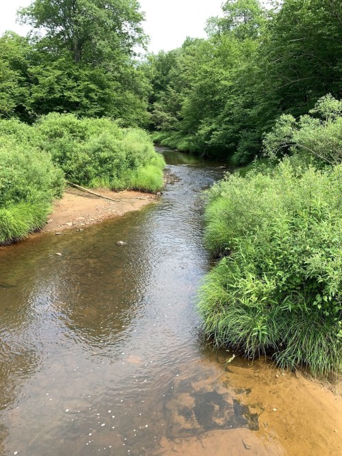 A serene river flows through lush green vegetation under a clear sky, surrounded by trees and grass.