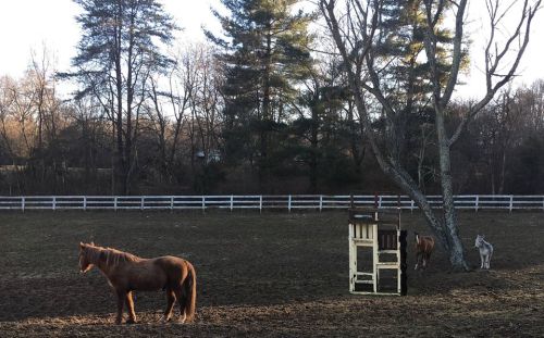 Two horses and a donkey stand in a grassy field near a tree and a wooden play structure, with a white fence in the background.