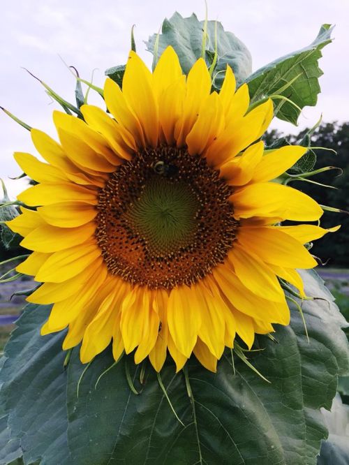 A vibrant sunflower in full bloom, showcasing bright yellow petals and a textured brown center against green leaves.