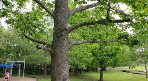 A large tree with green leaves in a park, featuring a playground structure and a person in the background.