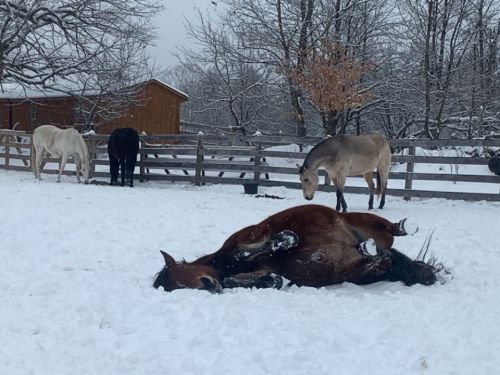 A brown horse rolls in the snow while three other horses stand nearby in a snowy pasture.