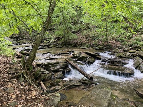 A serene forest scene featuring a flowing creek surrounded by lush greenery and rocky terrain.
