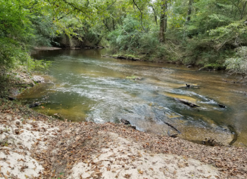 A serene river flows through a wooded area, with sandy banks and scattered leaves along the water's edge.
