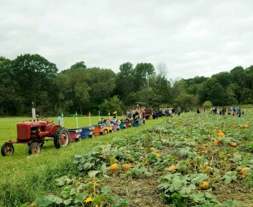A tractor pulls colorful wagons filled with people through a pumpkin patch on a cloudy day.