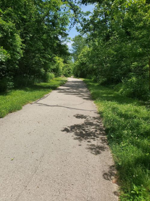 A serene, tree-lined path surrounded by lush greenery on a sunny day.