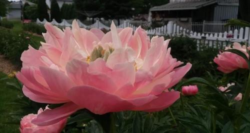 A close-up of a large pink peony flower in a garden, with green leaves and a white picket fence in the background.