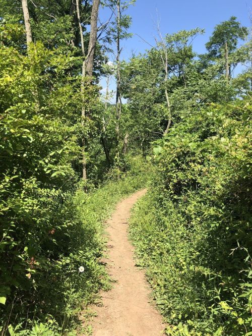 A winding dirt path through lush green foliage under a clear blue sky.