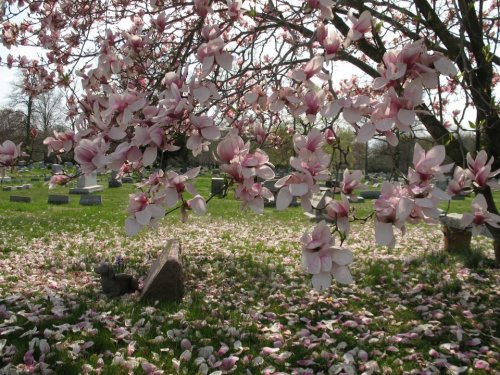 A blooming magnolia tree with pink flowers over a grassy area scattered with fallen petals and gravestones in the background.