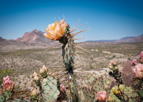 A cactus with a large peach-colored flower stands against a desert landscape and blue sky. Mountains are in the background.