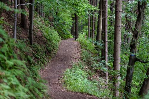 A winding dirt path through a lush green forest, surrounded by tall trees and ferns.