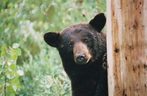 A black bear peeks around a tree trunk, surrounded by lush green foliage.