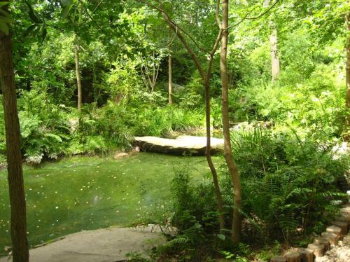 Lush green landscape with a serene pond surrounded by trees and ferns, creating a tranquil natural setting.