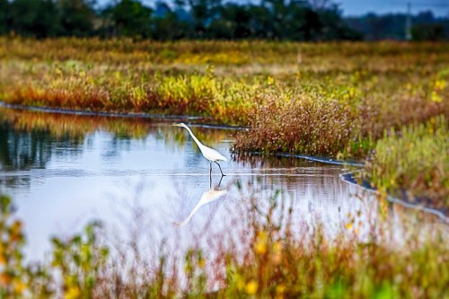 A solitary white heron wades through shallow water, surrounded by lush greenery and reflections in the calm surface.