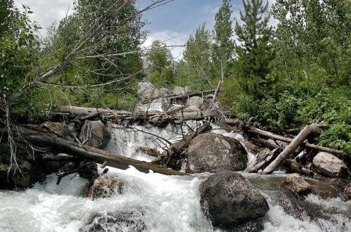 A rushing river flows over rocks and fallen trees, surrounded by lush greenery and a clear blue sky.