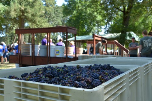 Baskets of freshly harvested grapes in the foreground, with people and a wooden cart in the background at a vineyard.