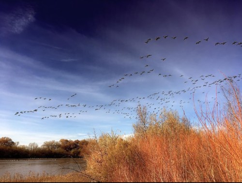 A flock of birds flies over a serene landscape with colorful foliage and a calm water body under a blue sky.