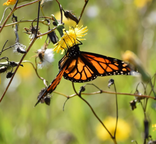 A vibrant monarch butterfly perched on a yellow flower, surrounded by green foliage and dried plant stems.