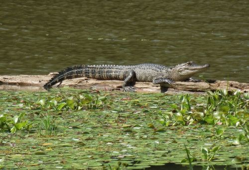 A crocodile sunbathing on a log surrounded by green water plants in a calm, natural setting.