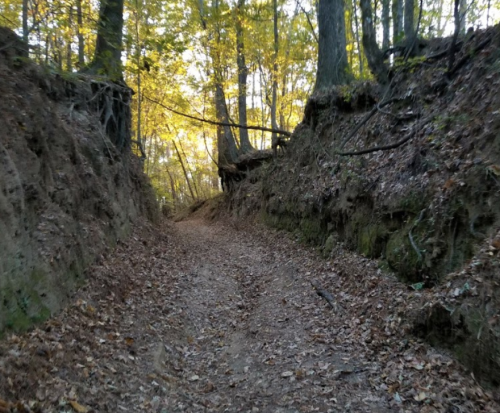 A narrow dirt path winds through a forest, flanked by steep, eroded banks and scattered autumn leaves.