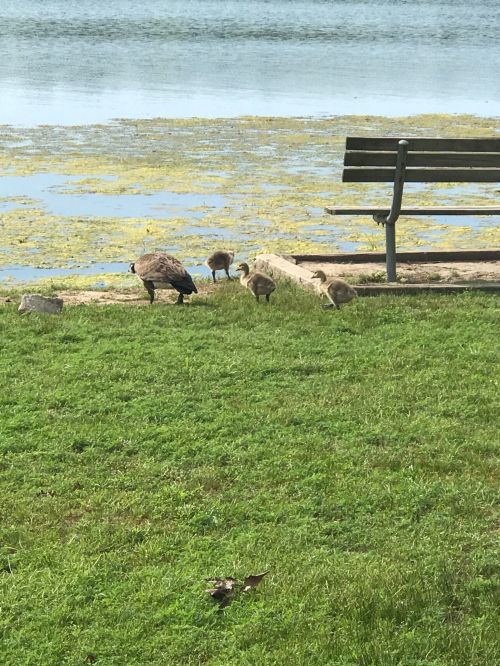 A mother goose and her goslings forage near a pond, with a bench in the background and green grass surrounding them.