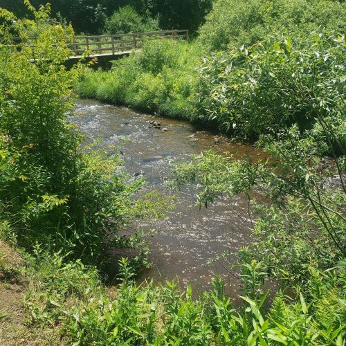 A serene stream flows through lush greenery, with a wooden bridge visible in the background.