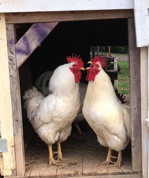 Two white roosters with prominent combs stand in the doorway of a chicken coop, facing each other.