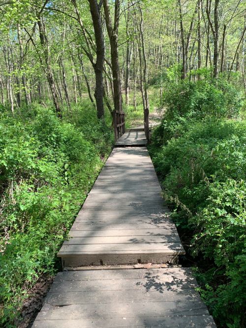 A wooden bridge leads through a lush green forest, surrounded by trees and dense foliage.