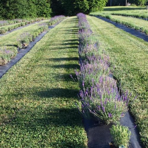 Rows of lavender plants in a green field, casting long shadows on the grass under bright sunlight.