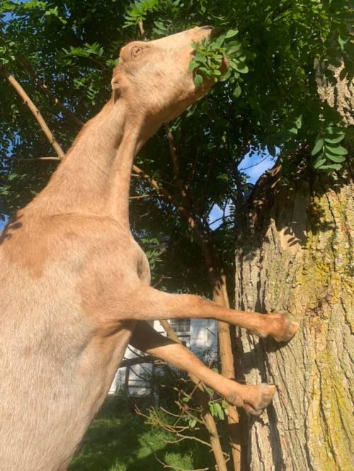 A goat reaching up to nibble leaves from a tree, with sunlight filtering through the branches.