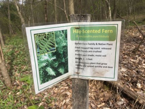 Sign for Hay-Scented Fern with description, habitat details, and a small image of the fern in a wooded area.