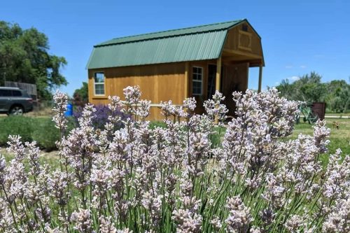 A field of lavender blooms in the foreground with a small wooden cabin and blue sky in the background.