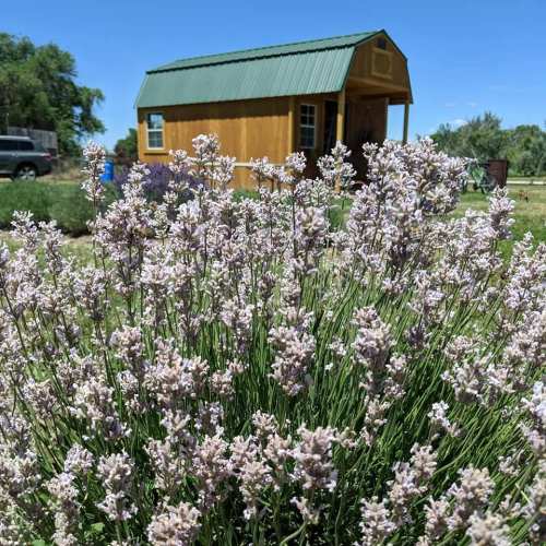A field of lavender blooms in the foreground with a small wooden cabin and blue sky in the background.