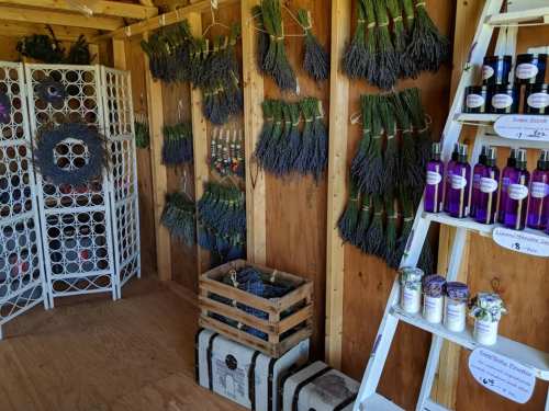 Interior of a rustic shop featuring dried lavender bundles, lavender products on shelves, and decorative items.