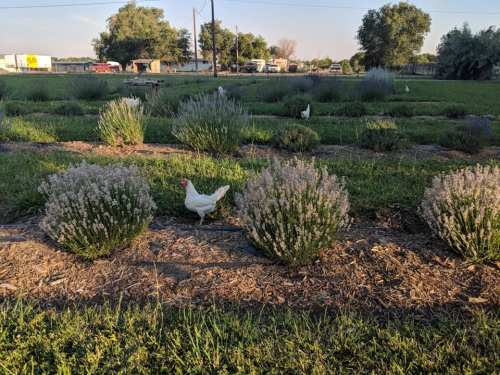 A white chicken walks among lavender plants in a grassy field, with trees and vehicles in the background.
