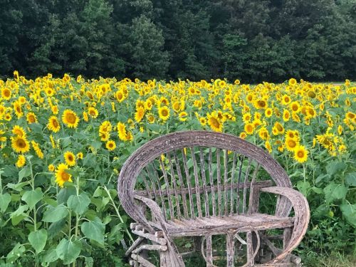 A rustic wooden bench in front of a vibrant field of sunflowers under a green tree line.