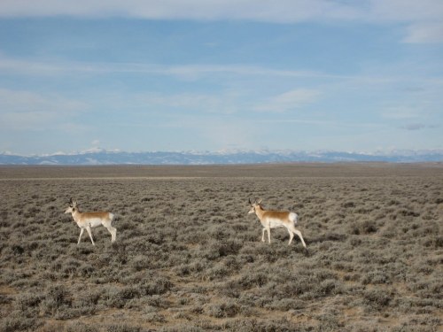 Two pronghorn antelope walking across a vast, open landscape with mountains in the background under a clear blue sky.