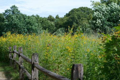 A wooden fence borders a vibrant field of yellow wildflowers and lush greenery under a clear blue sky.