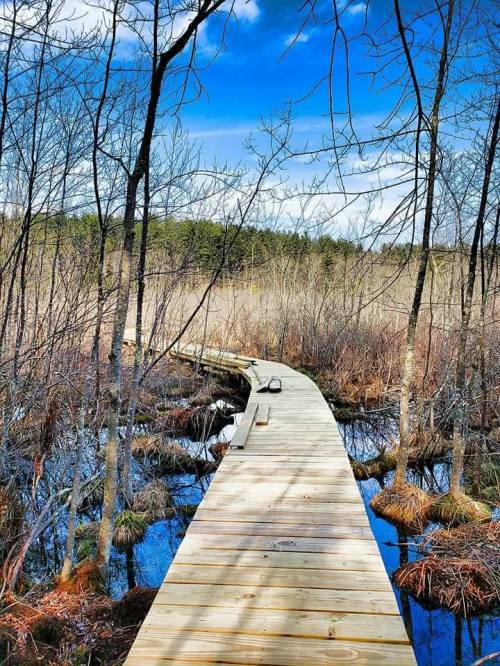A wooden boardwalk winds through a wetland, surrounded by bare trees and a blue sky with scattered clouds.