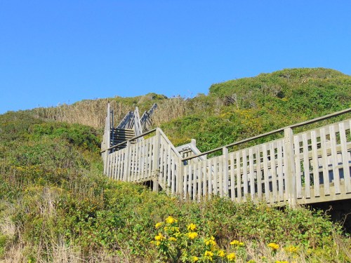 A wooden boardwalk leads up a grassy hill, surrounded by green shrubs and yellow flowers under a clear blue sky.