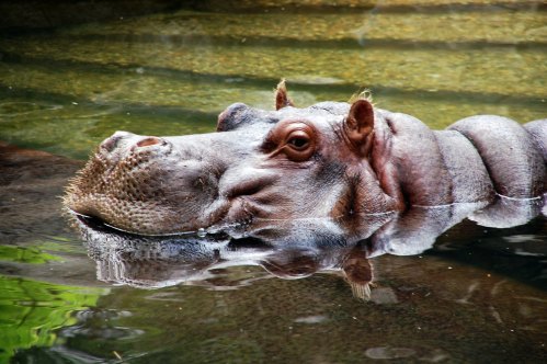A close-up of a hippo's head partially submerged in water, with its eyes and nostrils above the surface.