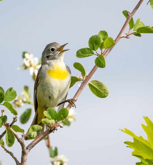 A small bird with a gray head and yellow chest perched on a branch, singing amidst green leaves.