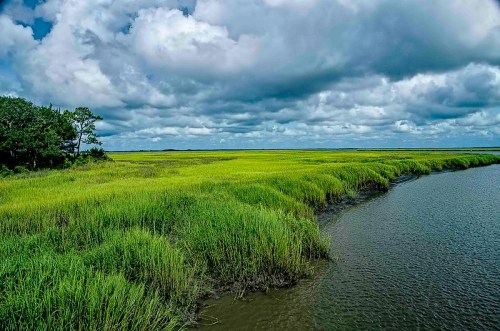 Lush green marshland with tall grasses under a cloudy sky, meeting a calm waterway.