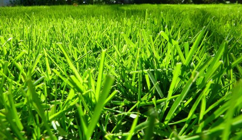 Close-up of vibrant green grass blades, lush and healthy, growing in a sunny outdoor setting.