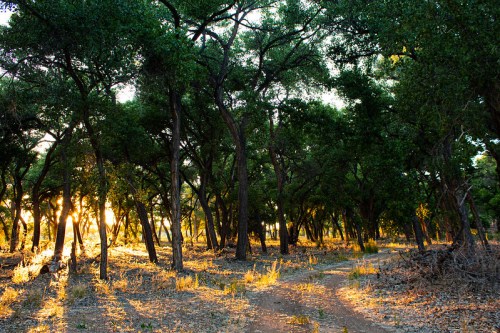 Sunlight filters through a dense forest, casting warm hues on a winding dirt path surrounded by trees.